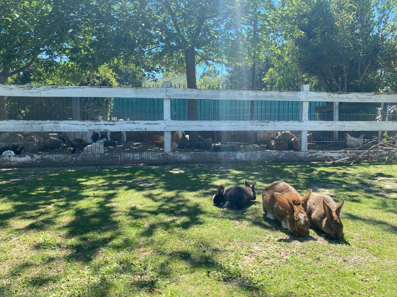 Domaine De La Sourco - Villa, Maisons & Chalet, Magnifique Havre De Paix En Provence Trans-en-Provence Kültér fotó